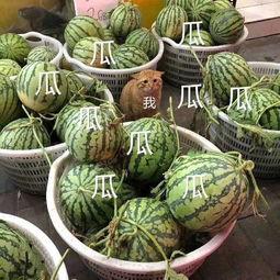 青柠娱乐吃瓜